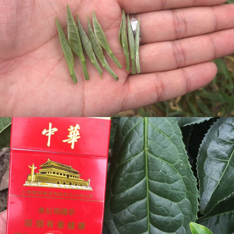 老鷹茶苗 廠家供應 黃金芽茶苗  優質茶葉樹苗批發