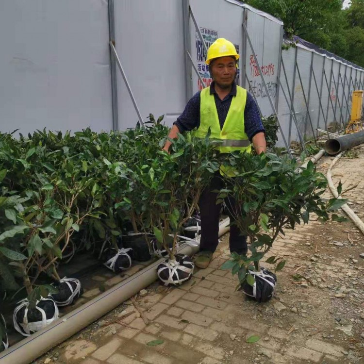 梅占茶苗 優質茶樹苗批發價 無水茶苗  廠家直銷