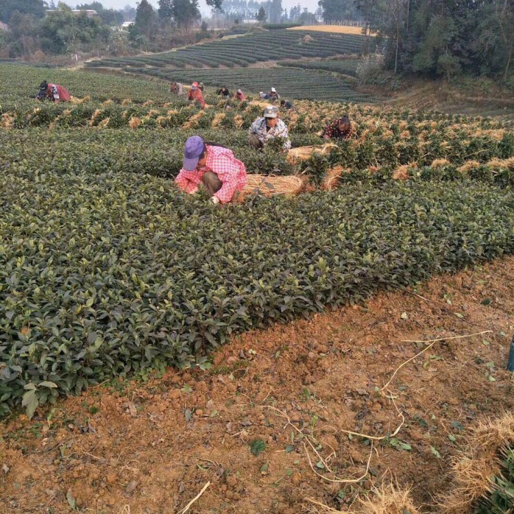 梅占茶苗 生產基地 梅占茶苗  廠家價格優惠