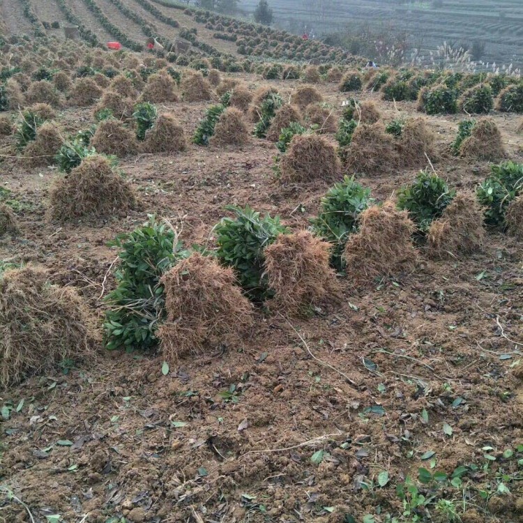 云南大葉茶樹苗 貨源地進(jìn)貨渠道 紫鵑茶苗  廠家直銷