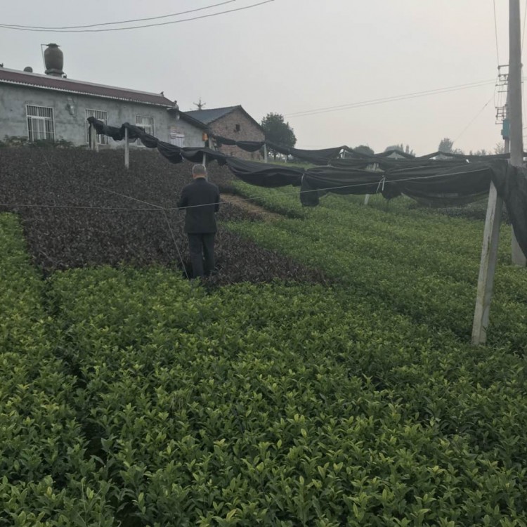 奶白茶苗 廠家直銷 梅占茶苗  批發價格優惠