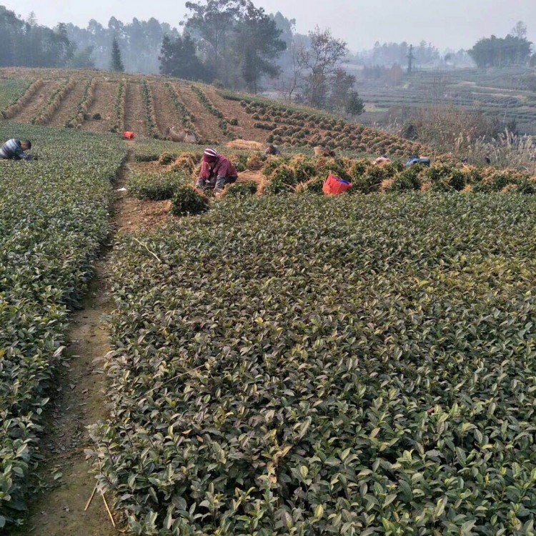 梅占茶苗 廠家供應 中茶108茶苗  批發基地