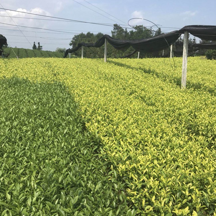 云南大葉茶樹苗 優質茶樹苗批發價 名選131茶苗  批發基地