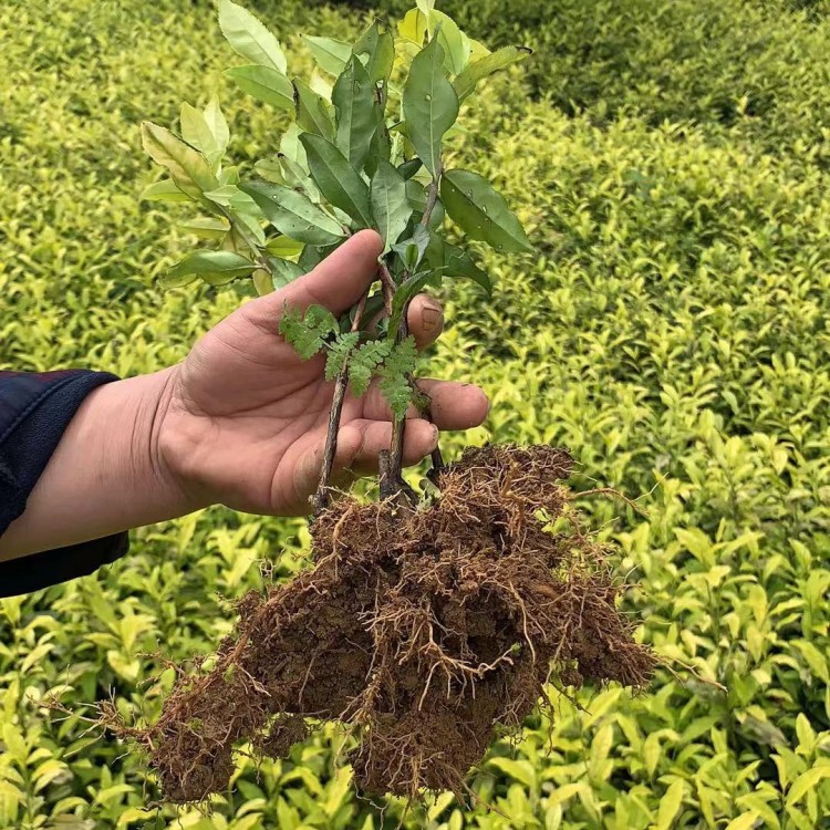 中茶108茶苗 生產基地 黃金芽茶苗  批發價格優惠