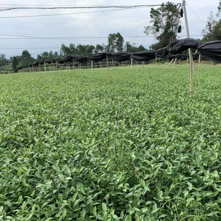 無水茶苗 種植基地品種齊全 福選9號茶苗  種植基地品種齊全