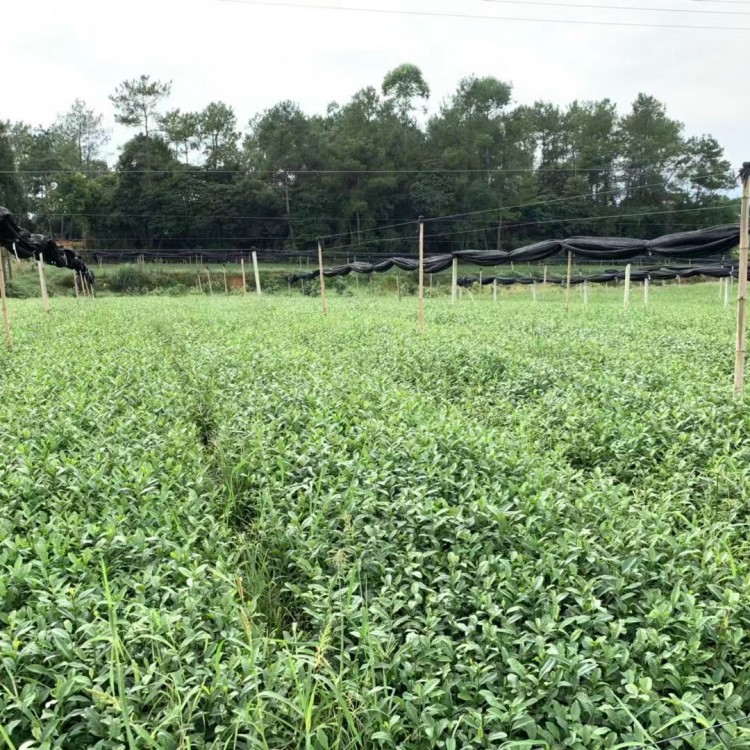 黃金芽茶苗 批發價格 龍井43茶苗  批發價格