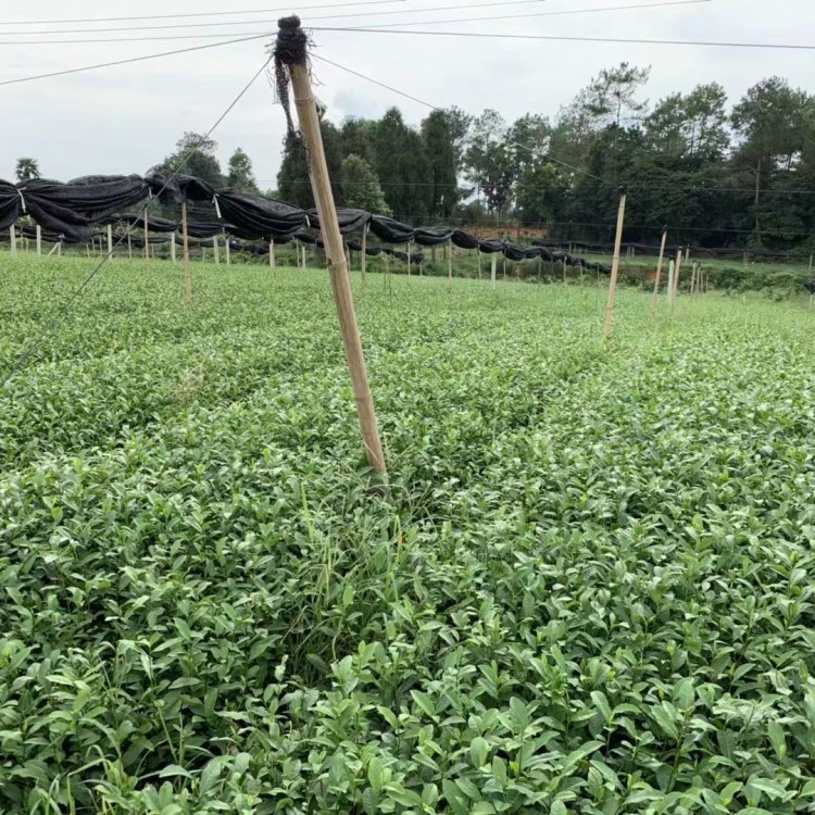 蒙山9號茶苗 種植基地品種齊全 五年生茶樹苗  種植基地品種齊全