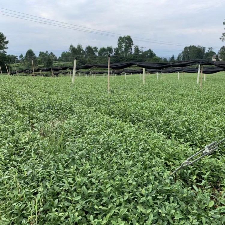 紫鵑茶苗 批發電話 無水茶苗  生產基地