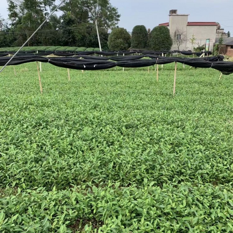 福鼎大白茶苗 廠家供應 紫鵑茶苗  基地直銷