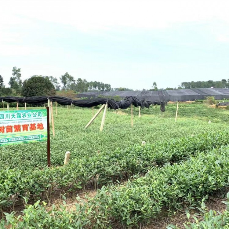 黃金芽茶苗 生產基地 龍井43茶苗  生產基地