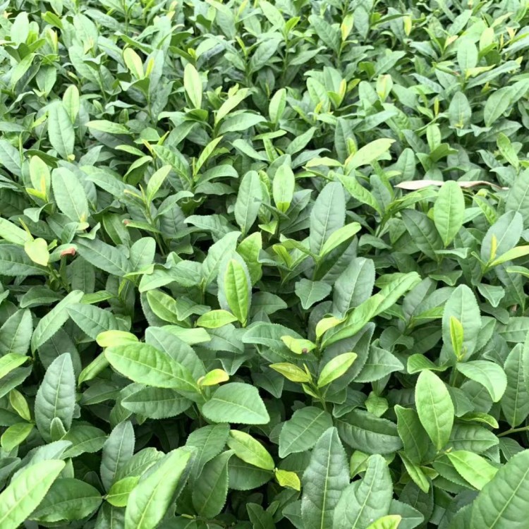 老鷹茶苗 批發基地 中茶108茶苗  批發價格