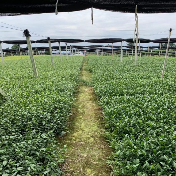 老鷹茶苗 批發價格 五年生茶樹苗  生產基地