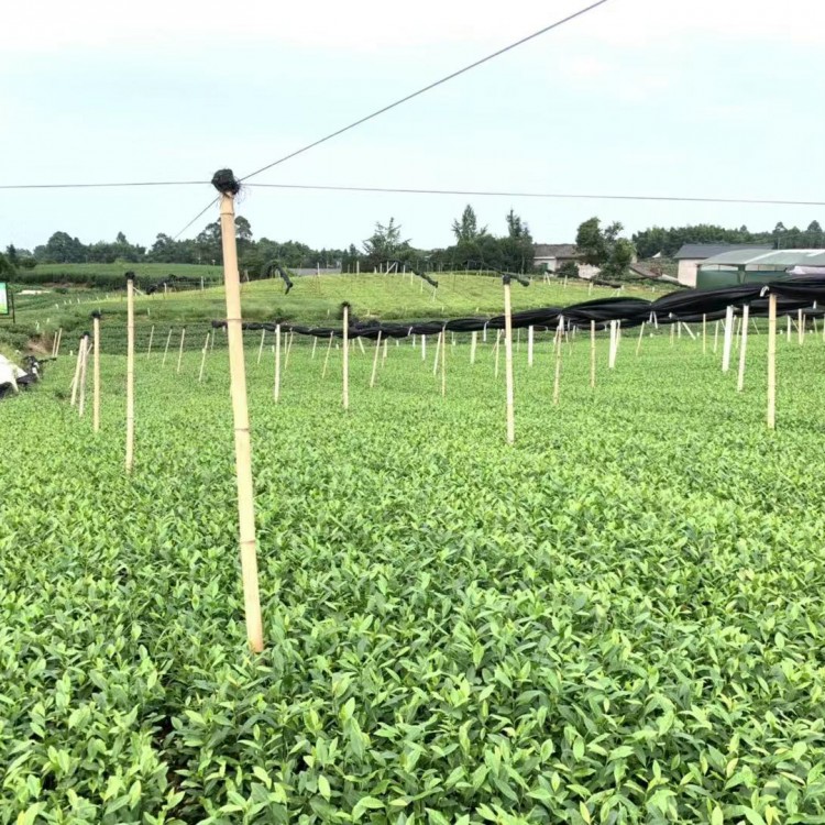 中茶108茶苗 廠家供應 紫鵑茶苗  廠家供應