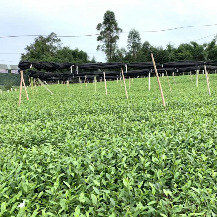 無水茶苗 批發價格 云南大葉茶樹苗  貨源地進貨渠道