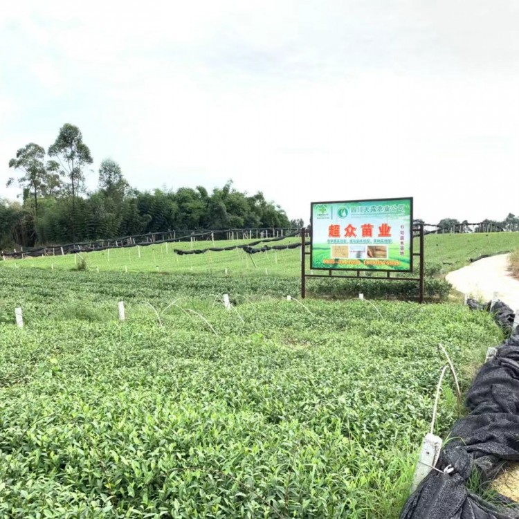 中茶108茶苗 優質茶葉樹苗批發 福選9號茶苗  生產基地