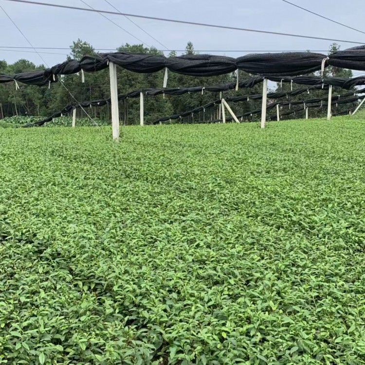 紫鵑茶苗 批發電話 無水茶苗  生產基地