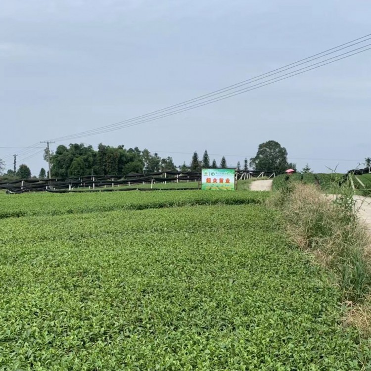 云南大葉茶樹苗 批發(fā)電話 五年生茶樹苗  種植基地品種齊全