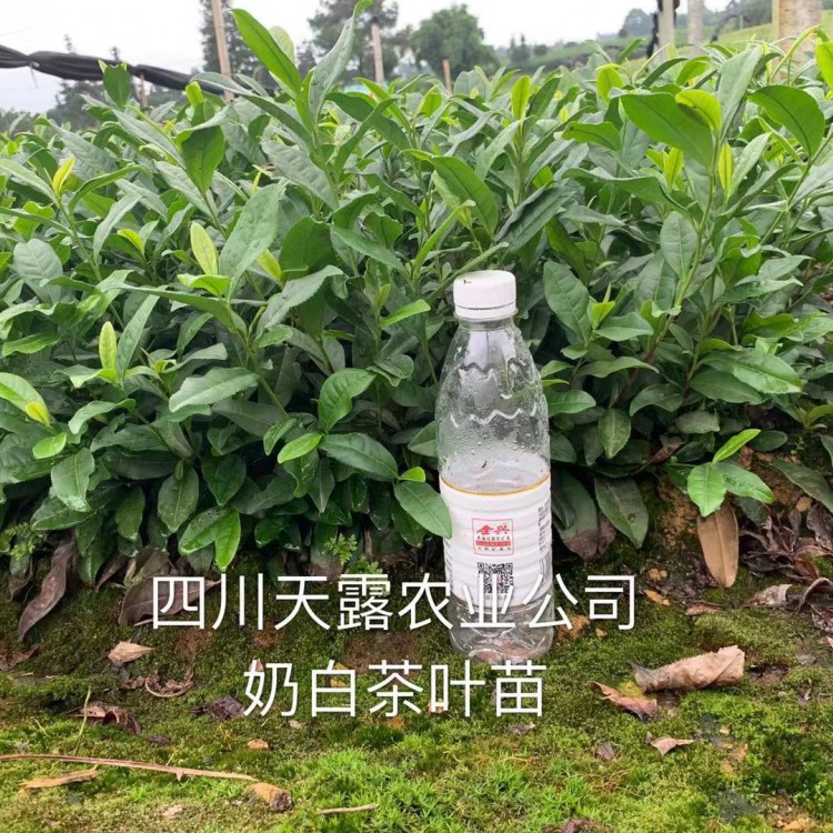 福鼎大白茶苗 基地直銷 福選9號茶苗  價格