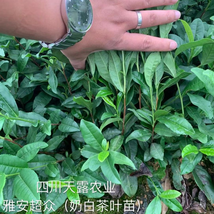 五年生茶樹苗 基地直銷 老鷹茶苗  基地直銷