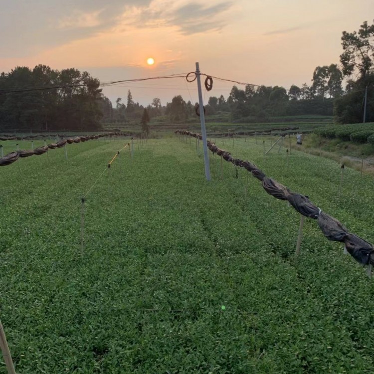 黃金芽茶苗 價格 老鷹茶苗  批發電話