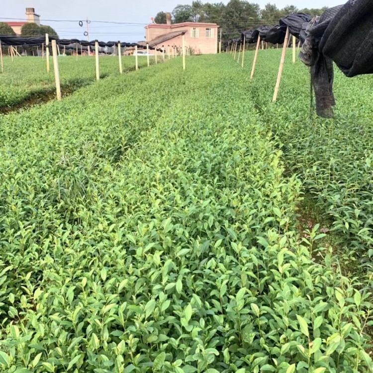 中茶108茶苗 種植基地品種齊全 梅占茶苗  基地直銷