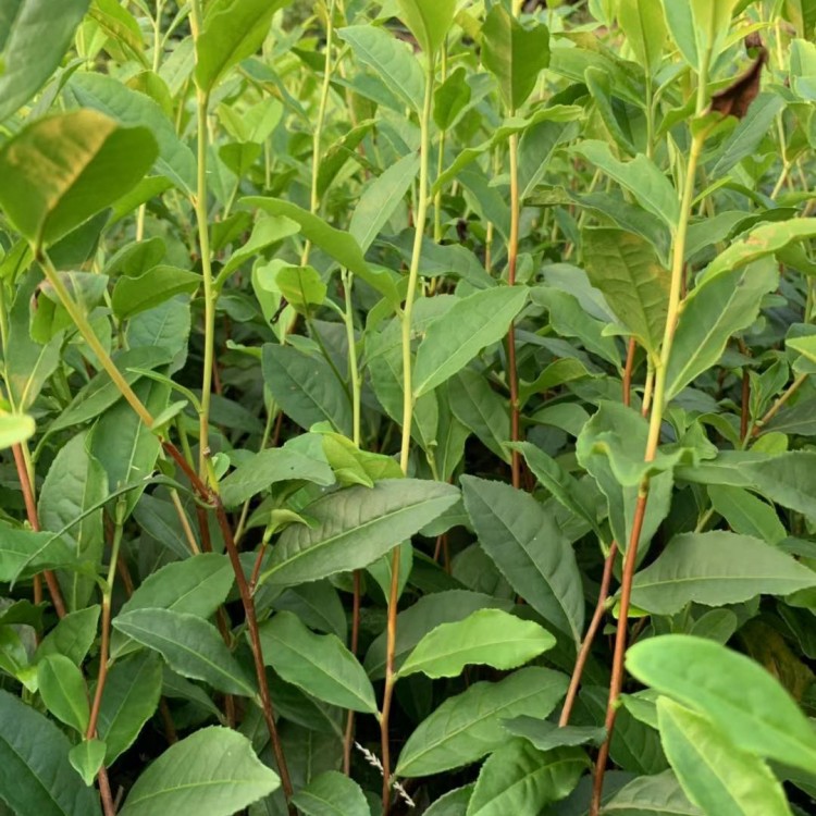 無水茶苗 生產基地 云南大葉茶樹苗  廠家直銷