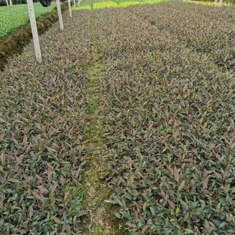 無(wú)水茶苗 廠家供應(yīng) 梅占茶苗  優(yōu)質(zhì)茶樹(shù)苗批發(fā)價(jià)