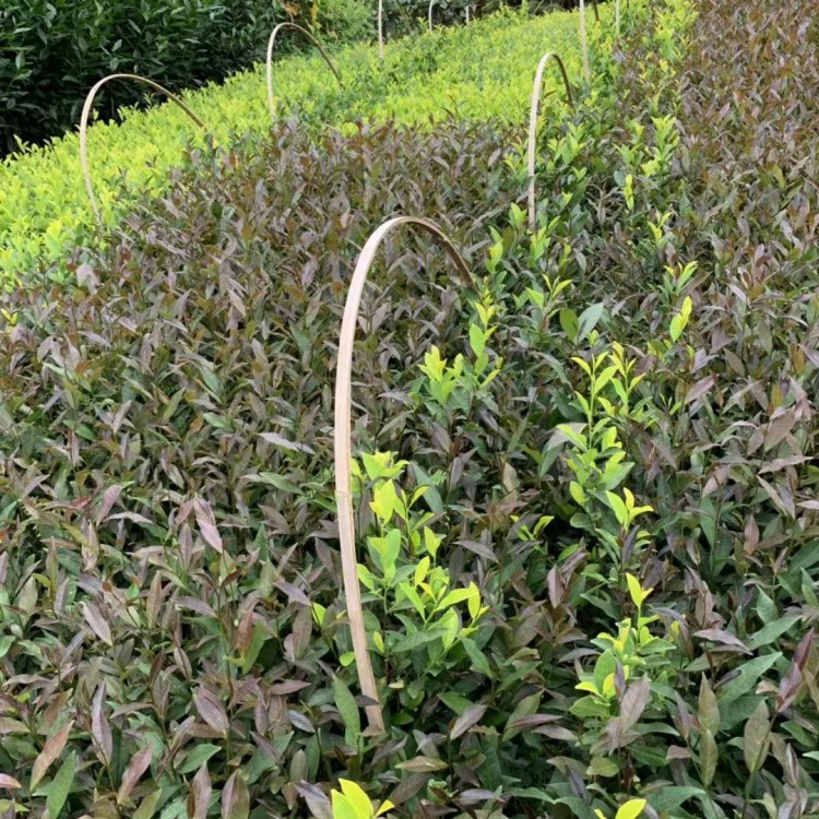 中茶108茶苗 種植基地品種齊全 梅占茶苗  基地直銷