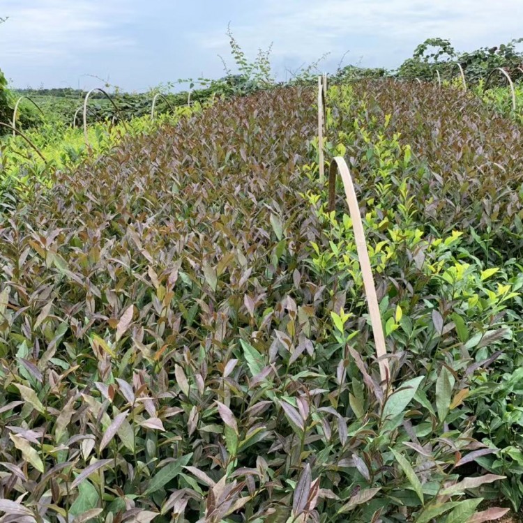 老鷹茶苗 廠家供應 福鼎大白茶苗  優質茶葉樹苗批發