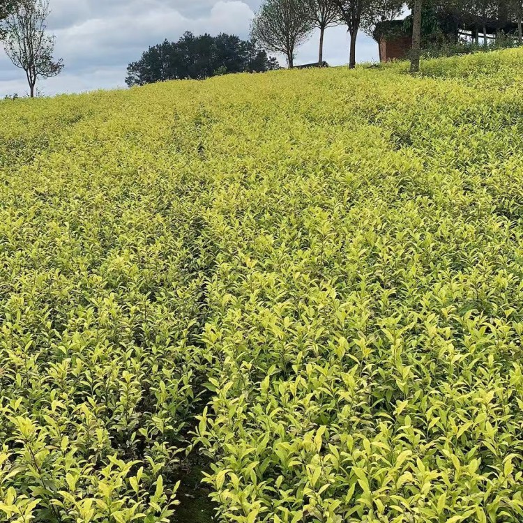 紫鵑茶苗 基地直銷 中茶108茶苗  優質茶葉樹苗批發