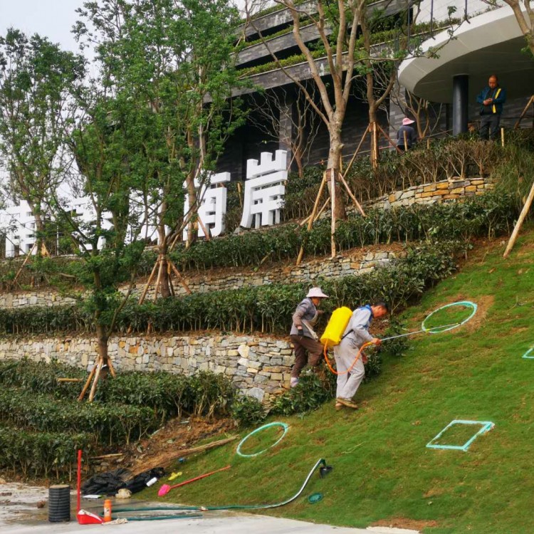 梅占茶苗 生產基地 福選9號茶苗  優質茶樹苗批發價