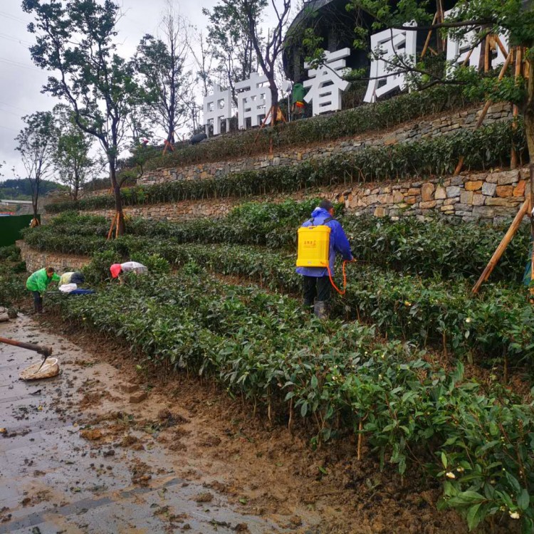 無水茶苗 貨源地進貨渠道 黃金芽茶苗  基地直銷