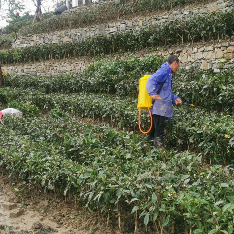 福選9號(hào)茶苗 批發(fā)電話 黃金芽茶苗  優(yōu)質(zhì)茶樹苗批發(fā)價(jià)