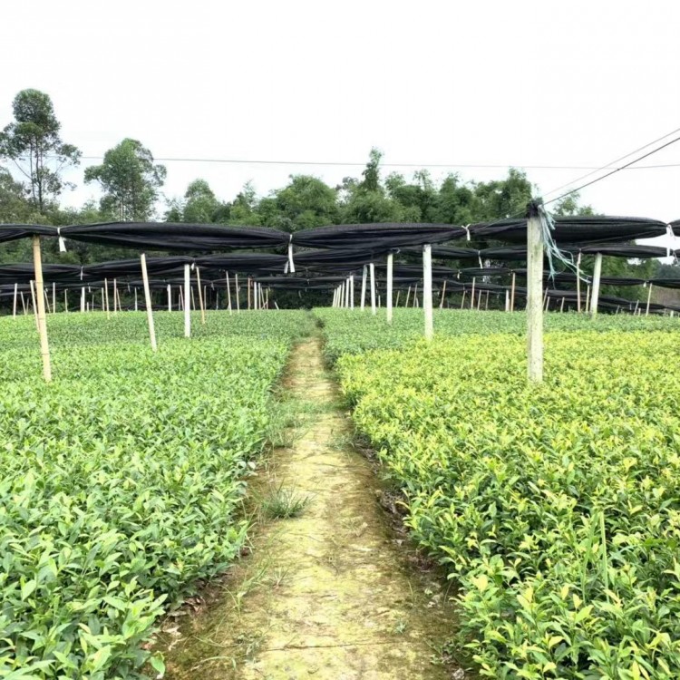 老鷹茶苗 批發基地 云南大葉茶樹苗  貨源地進貨渠道