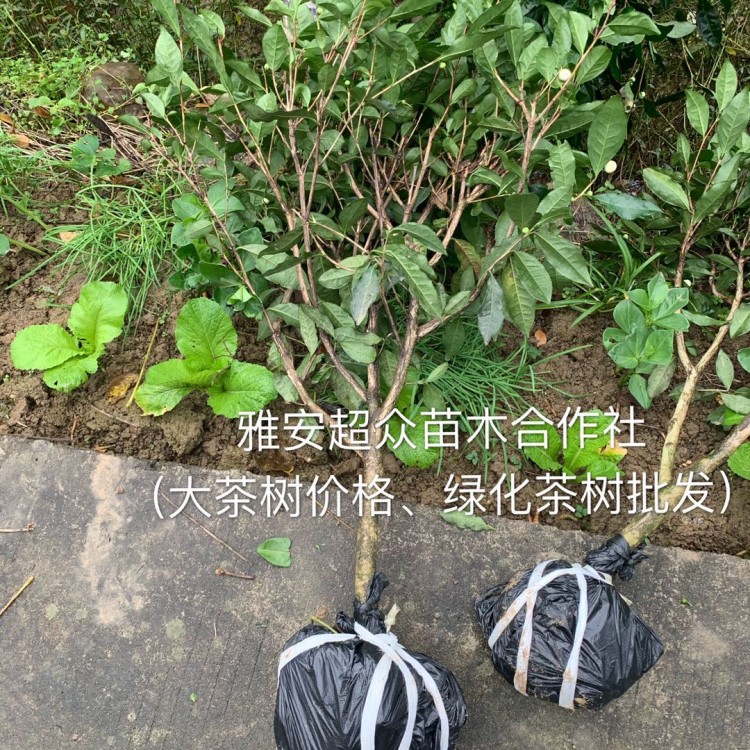 福選9號茶苗 生產基地 中茶108茶苗  優質茶葉樹苗批發