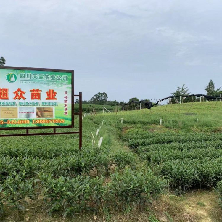 梅占茶苗 廠家直銷 名選131茶苗  批發基地