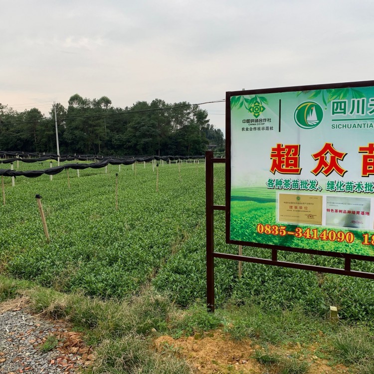 云南大葉茶樹苗 批發電話 五年生茶樹苗  種植基地品種齊全