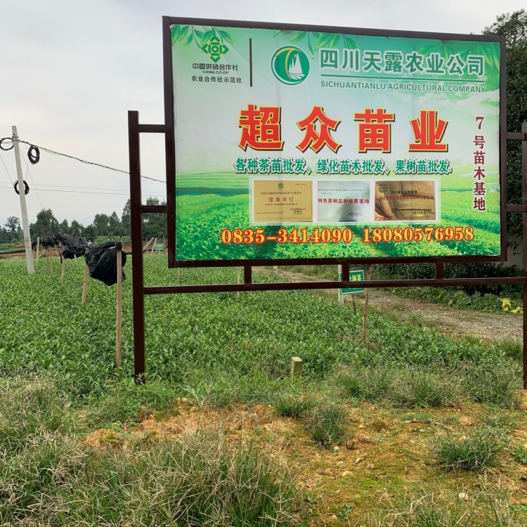 蒙山9號茶苗 廠家直銷 中茶108茶苗  價格