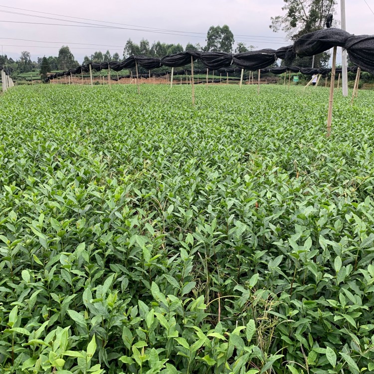 龍井43茶苗 種植基地品種齊全 云南大葉茶樹苗  優質茶樹苗批發價