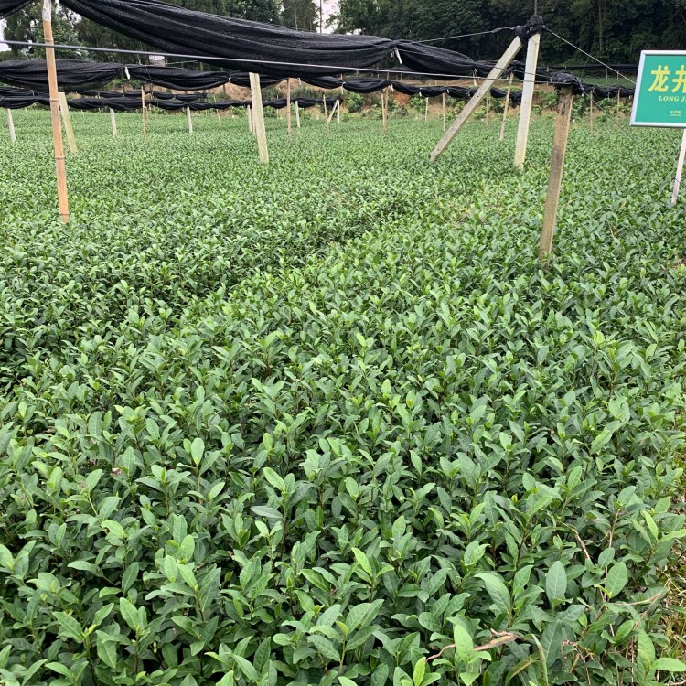 無水茶苗 生產基地 黃金芽茶苗  基地直銷