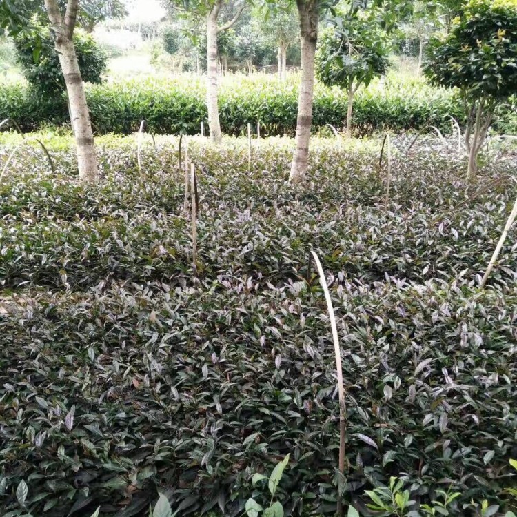 老鷹茶苗 優質茶樹苗批發價 龍井43茶苗  優質茶樹苗批發價