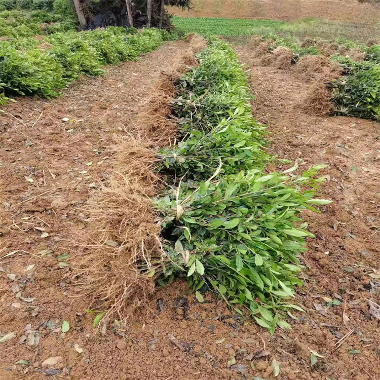 云南大葉茶種 茶工程苗 茶樹苗 一級嫁接茶樹苗