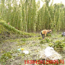 湖南油麻藤苗 4-5米長油麻藤 常綠藤本 藤本植物基地批發