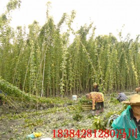 重慶油麻藤苗 牛馬藤價格 牛馬藤基地批發