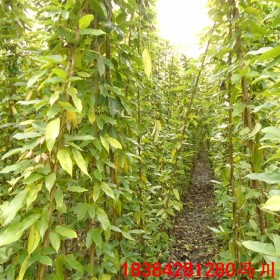 油麻藤基地 油麻藤批發 常綠油麻藤 油麻藤苗木