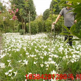 四川蔥蘭 白花蔥蘭 紅花蔥蘭價格 蔥蘭批發