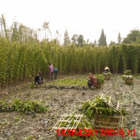 云南油麻藤苗 油麻藤苗價格 藤本植物 苗木批發