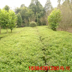 重慶滿天星杯苗雪茄花細葉萼距花基地批發四季常綠過程苗