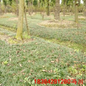 重慶玉龍草日本矮麥冬基地批發日本玉龍草