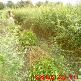 重慶小葉女貞苗基地批發 小葉女貞綠籬工程苗